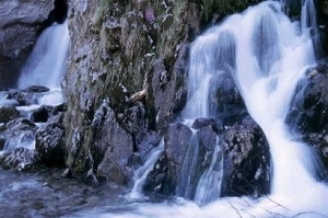 Dachserfall in Abtenau